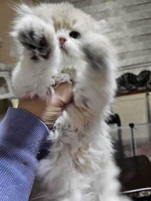 Родословно момиче британска  синьо злато