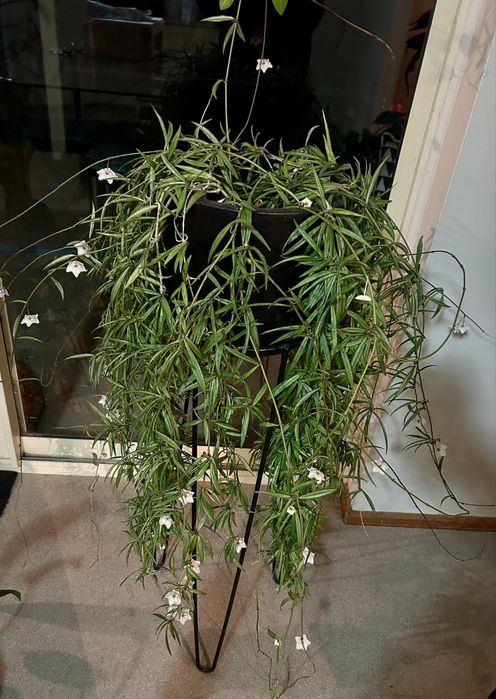 Хойя пауцифлора Hoya pauciflora