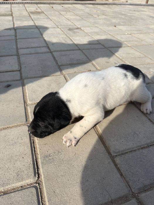 Лабрадор щенкы 1 ноября дата рождения