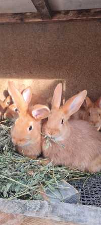 бургундские кролики порода.