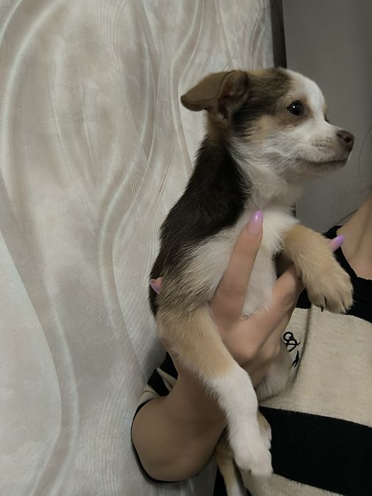 Чихуахуа маленькие щенки