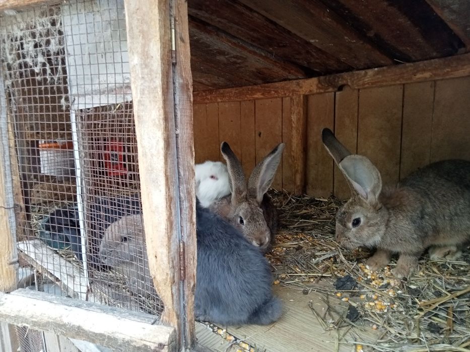 Vând iepuri sau schimb cu diverse