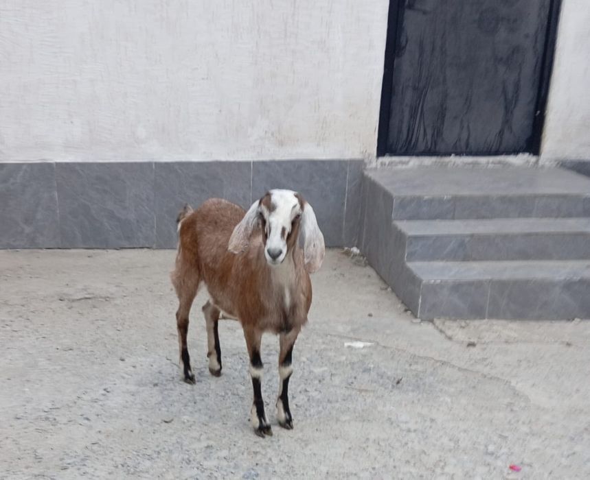 Продам Англо-нубинский козочка . Находимся в г.Талдыкоргане .