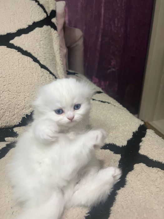 Шотланский Скоттиш Фолд!