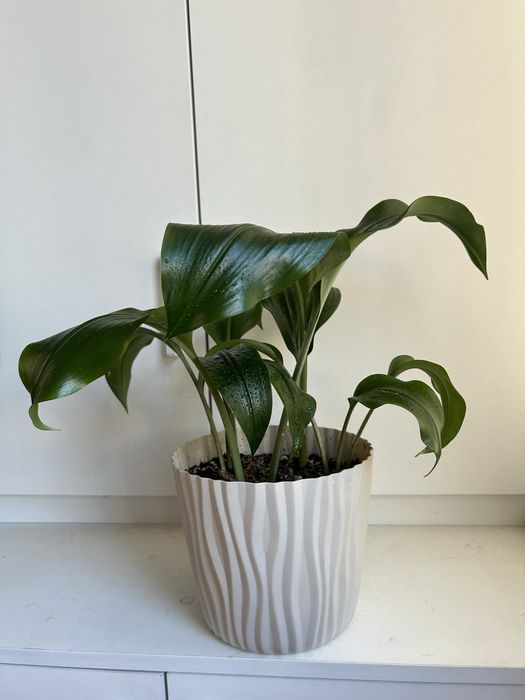 Растения для дома