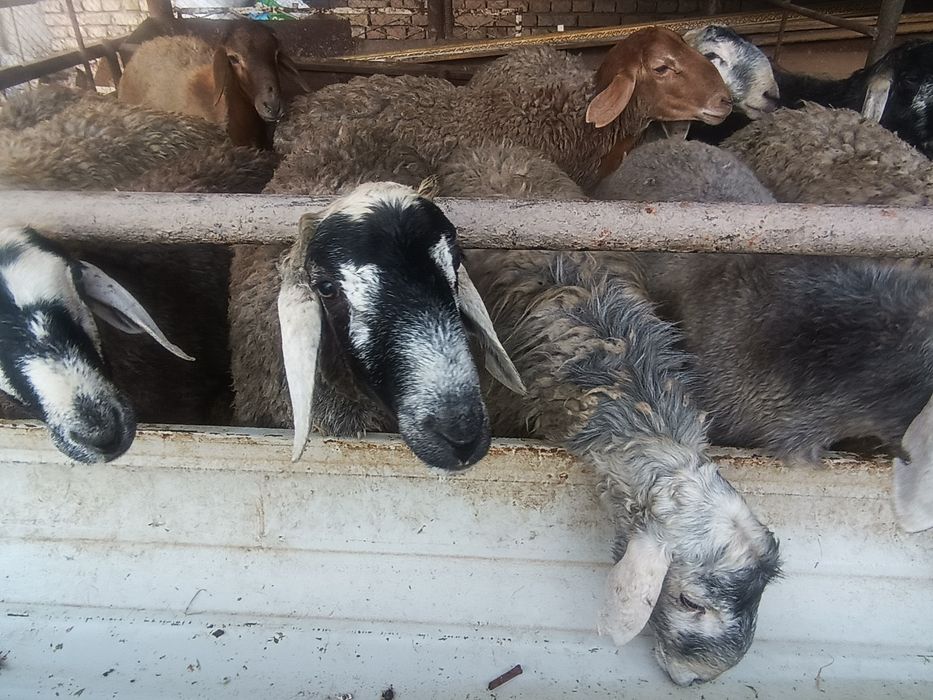 Қурбонликка қўчқорлар бор  хар хил килограмли соғлом