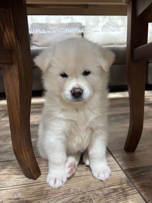 Кученце Акита Ину