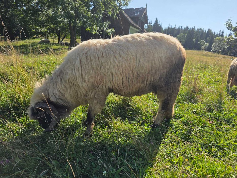 Berbec bucalau mior (2ani) de vanzare