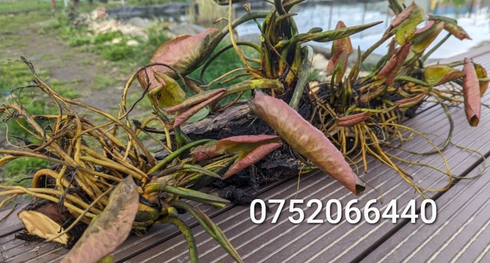 Vând nuferi roz și albi cu rizom radacini formate pentru iaz sau lac