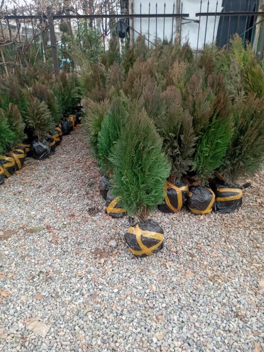 Арча кучатьари сотилади