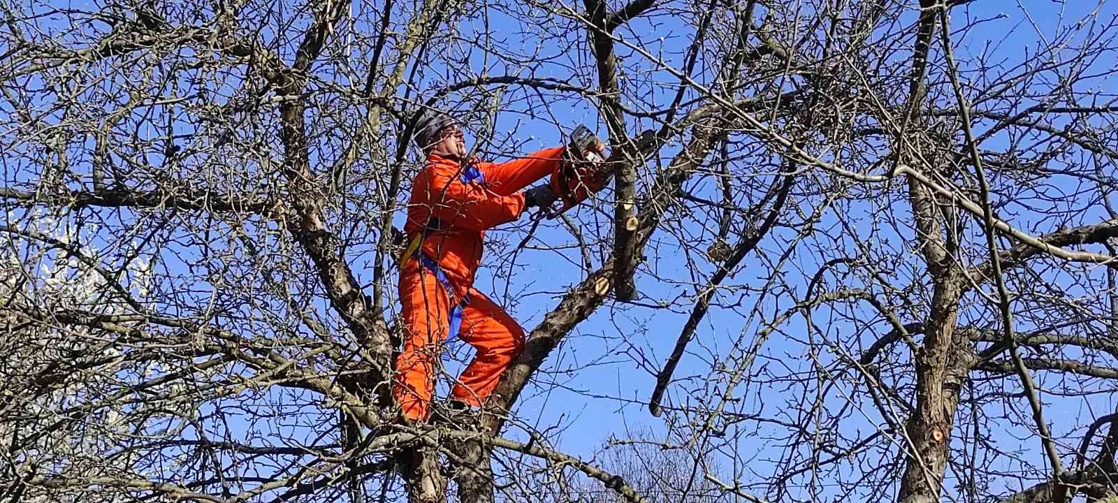 Рязане на дървета, косене на тревни площи, почистване на дворове.