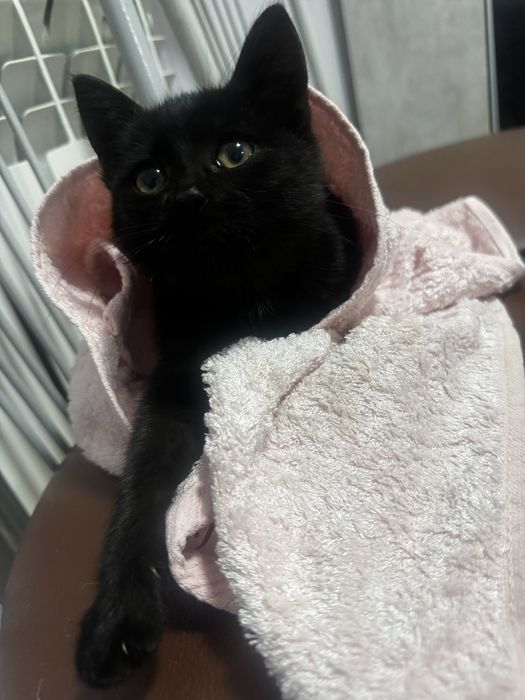 Маленький котенок