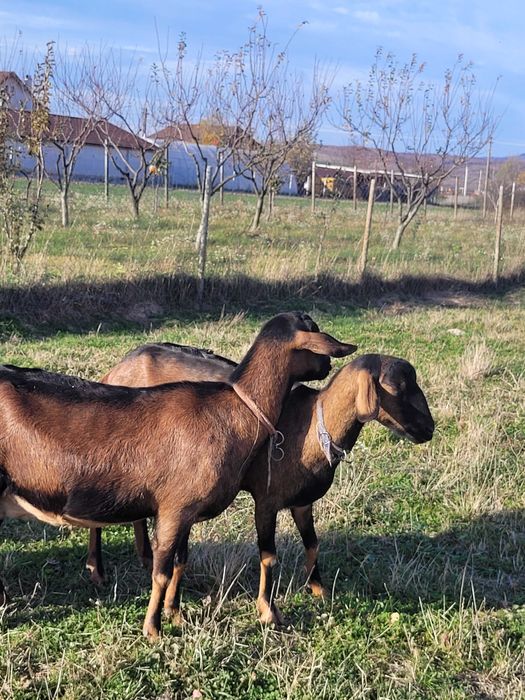 Capre alpina franceza