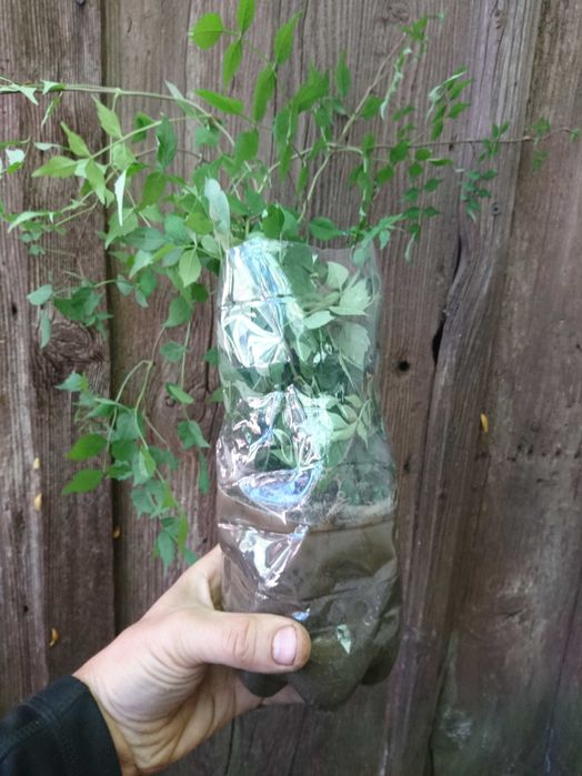 Planta-Floare: Trambita, Luleaua turcului, Trompeta turcului
