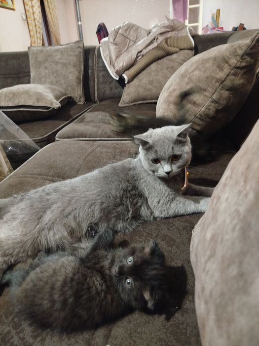 Яхши акилли мушукчалар