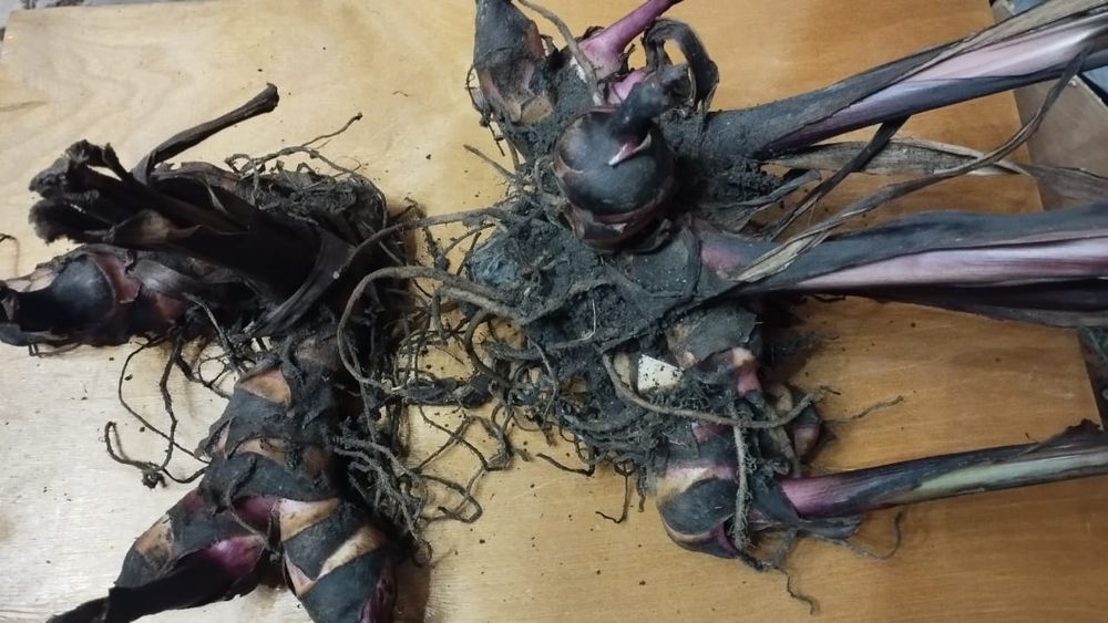 Продам клубни Кан