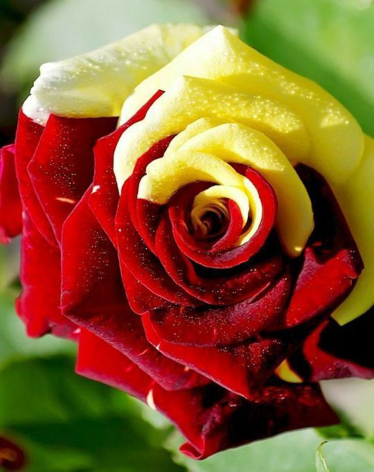 Trandafiri Englezesc Cu Licenta intens Parfumați