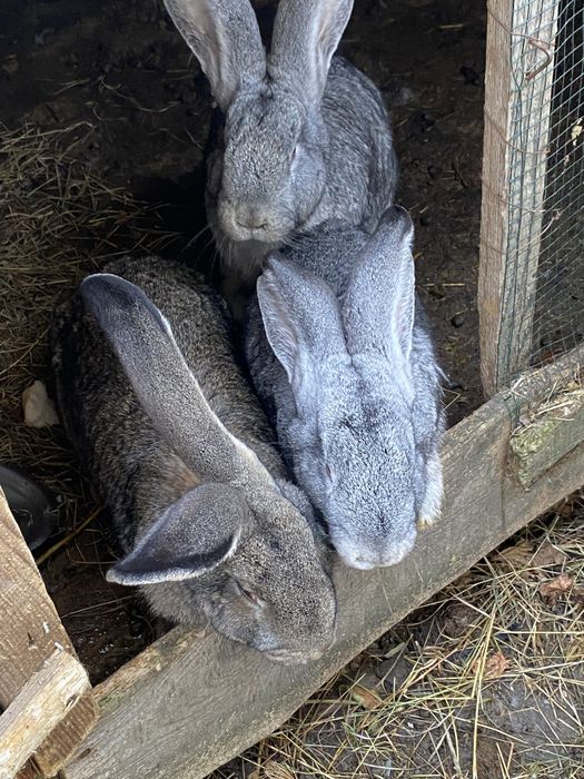 Masculi Urias German