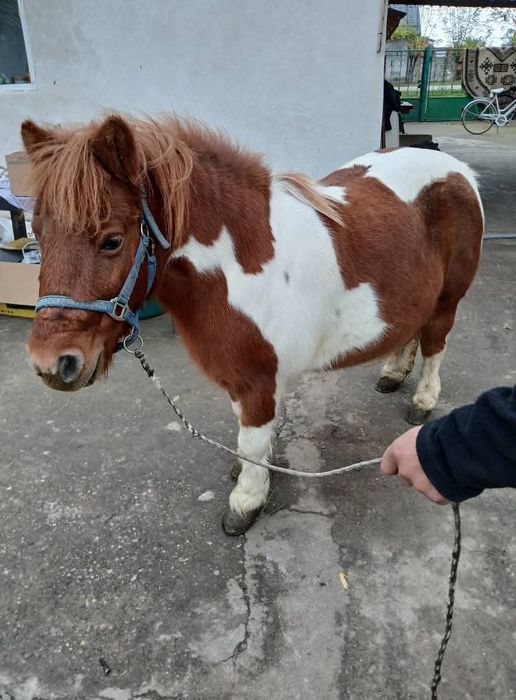 Vând poneița gestanta merge la căruță blândă
