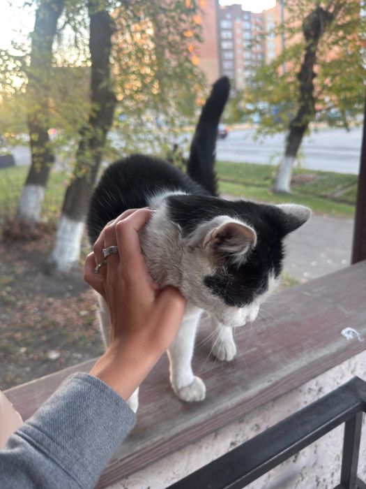 Отдам кота в хорошие руки