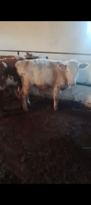 Продам 7 бычковвв