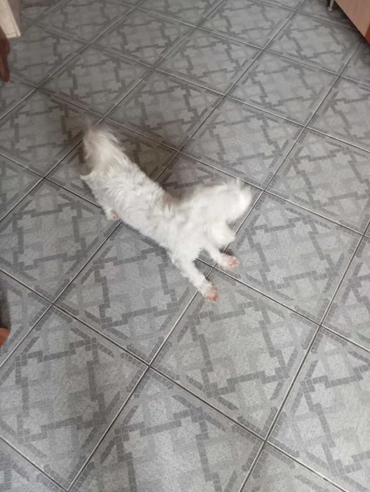 Bischon Maltese Feminin
