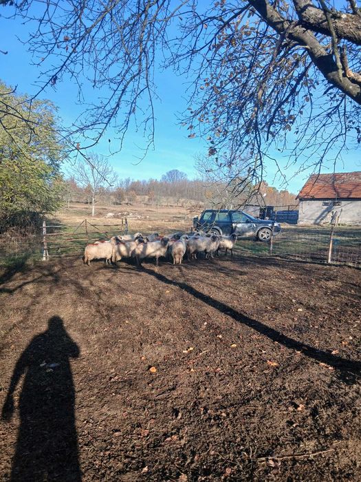 Oi de vânzare detalii la telefon