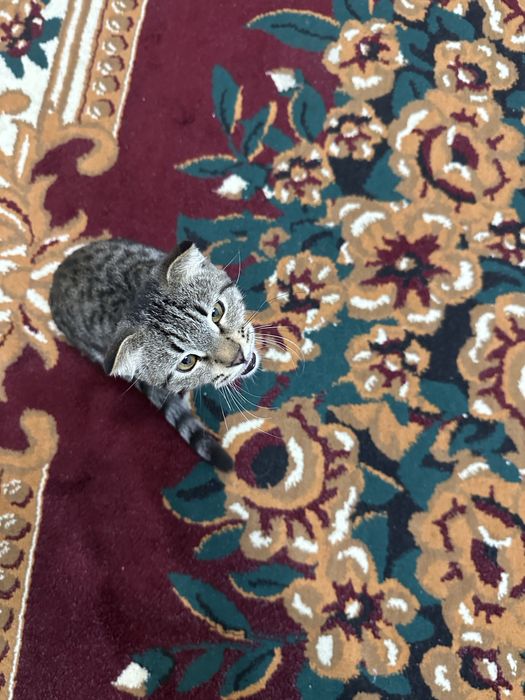 Scottish Fold aqilli mushuk