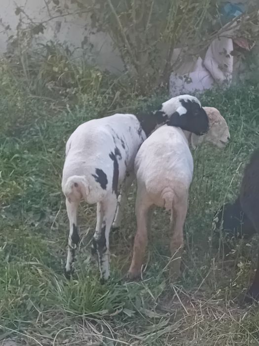 Chiroyli moda barala sotiladi