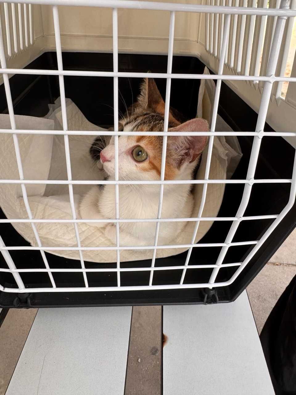 Малка котка в добри руки