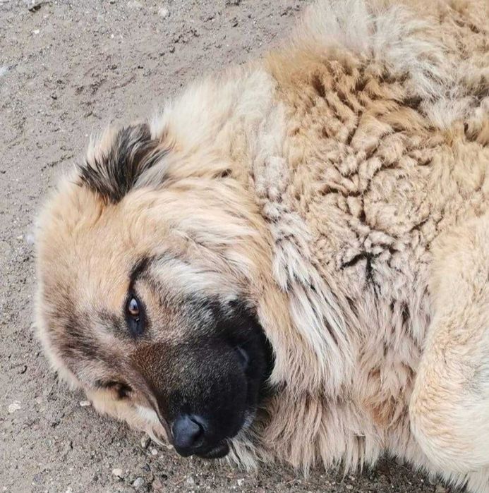 Adoptie mascul de talie mare