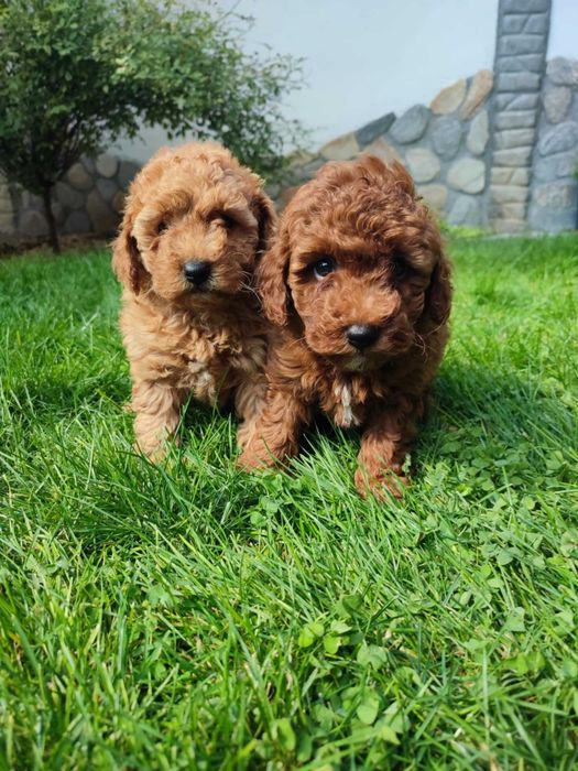 Мини Пудел/Mini Poodle