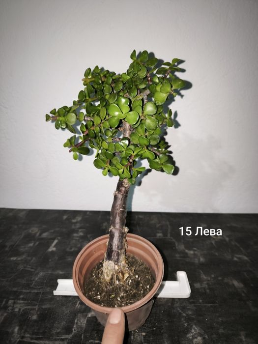 Портулакария Афра