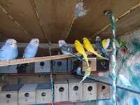 Papagali Peruși de toate culorile