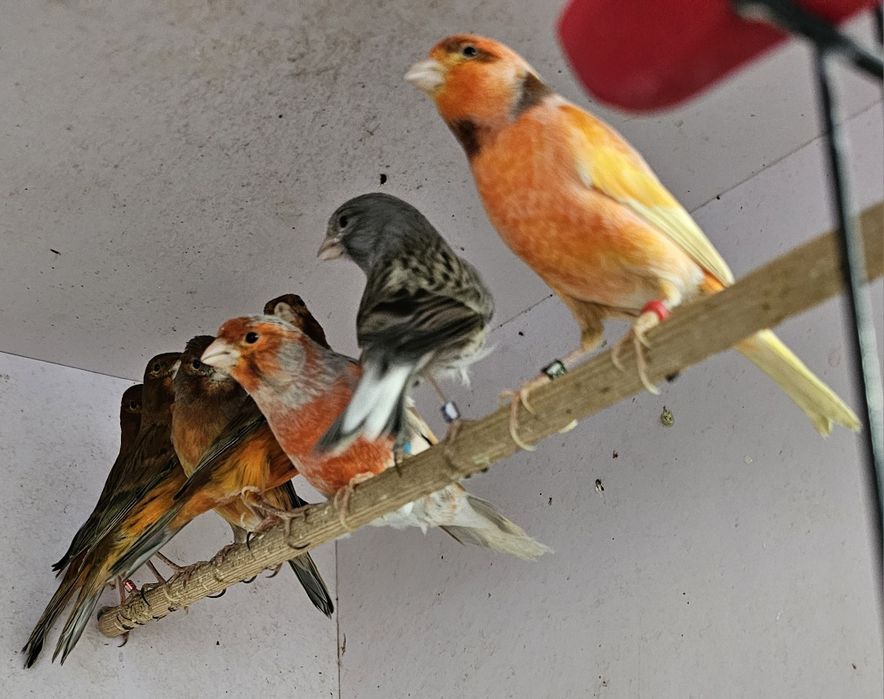 Молодой Поющий Кенар