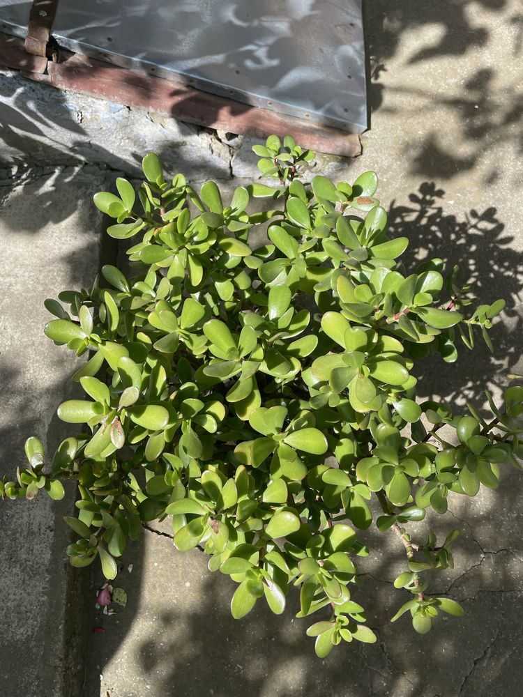 Crassula ovata.