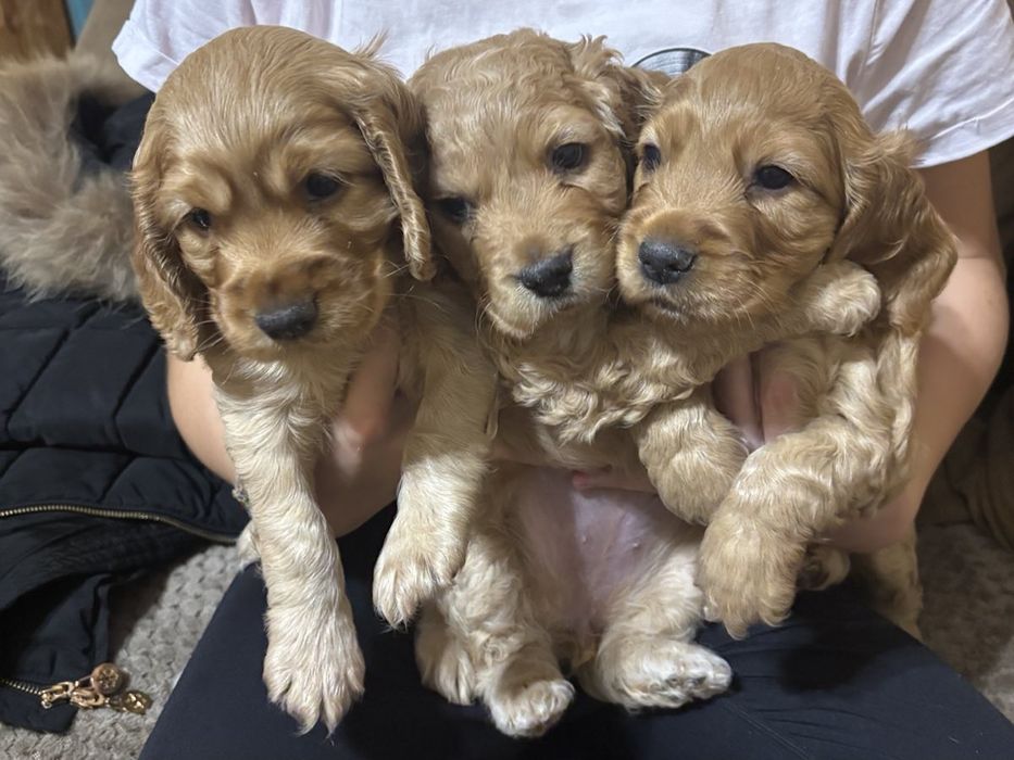 Малки и игриви кученца КОКЕРШПАНЬОЛ