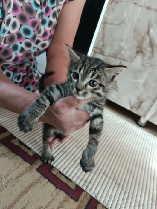 Котята мальчики 2 месяца в добрые руки