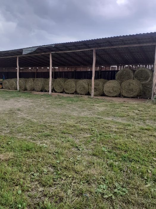 Baloti lucerna rotunzi