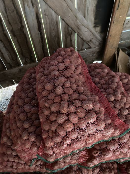 De vânzate cartofi pentru animale