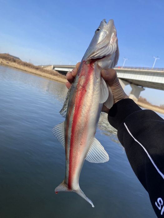 Продаётся рыба судак. Көксерке Балығы Сатылады