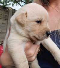 Puiuti Labrador Golden Retriever