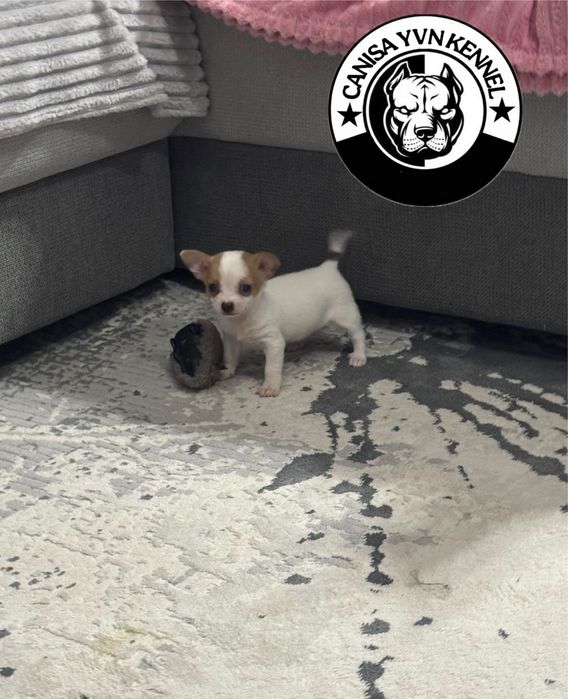 Mascul chihuahua miny