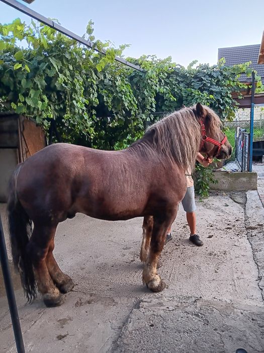 Vand armasar in varsta de 3 ani