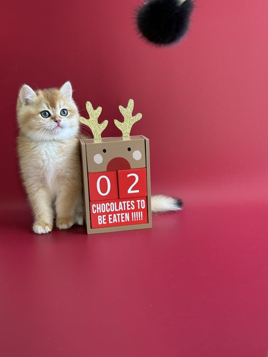 Котята с домашнего питомника