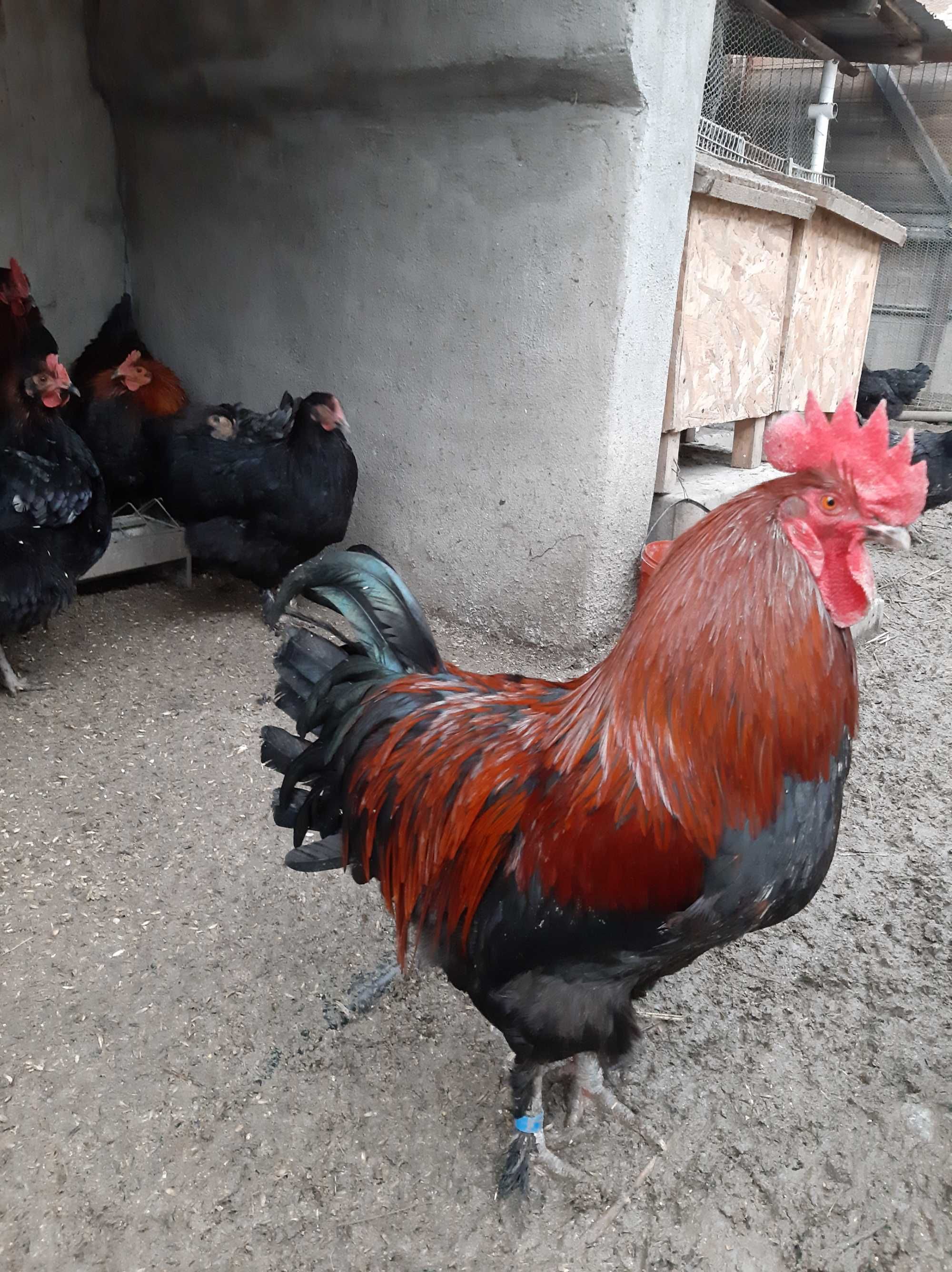 Oua incubat gaini Marans negru arămiu