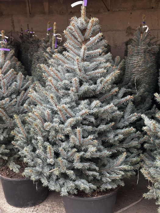 Голубые ели Оптом