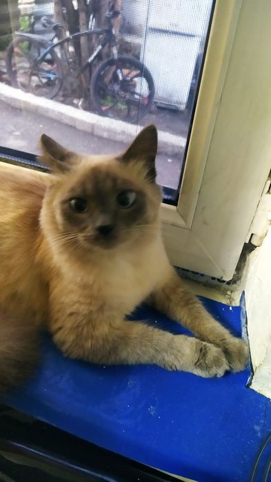 Потерялся кот в районе сроствы