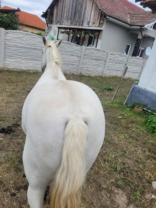 Vând iapă albă fără defecte