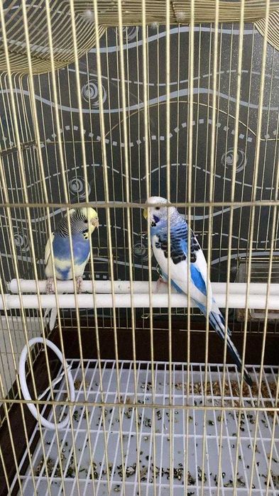 Продам попугая продам попугая